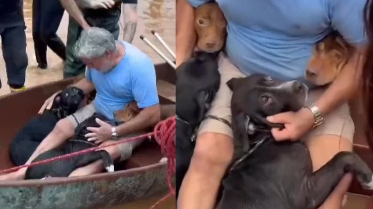 Inundaciones en Brasil: Emotivo video de un hombre salvando a sus 4 perros del agua se hace viral