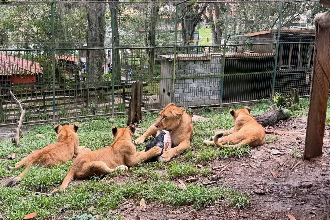 Zoológico de Mérida revela video de los tres leoncitos nacidos en cautiverio