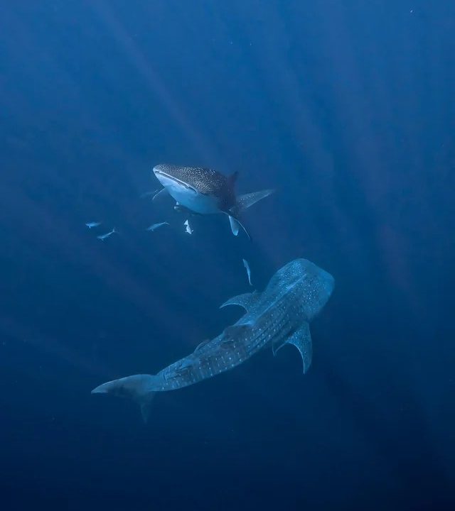 Tiburones ballena sorprende a buceadores en Chichiriviche de la Costa