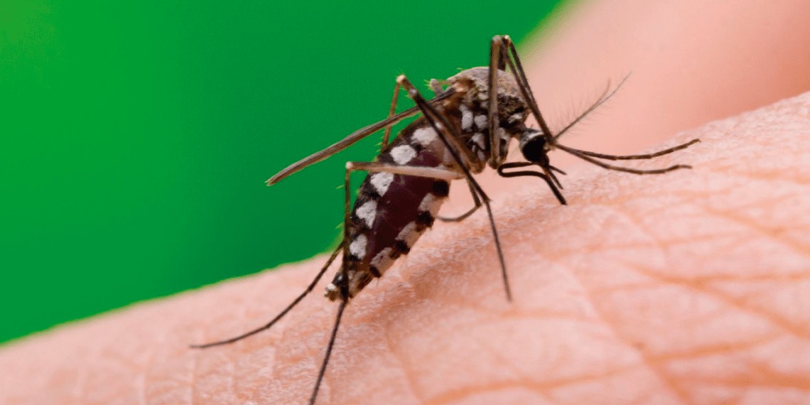 Ministerio de Salud confirma nuevos contagios de chikungunya en Caracas