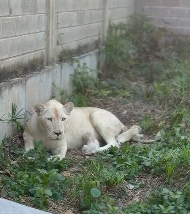 El Zoológico de Maracay está de fiesta: Nacieron dos cachorros de león blanco