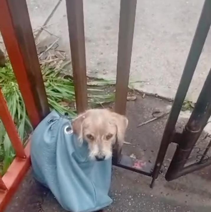 Abandonada en un saco: El cruel hallazgo de una perrita que conmueve a Caracas