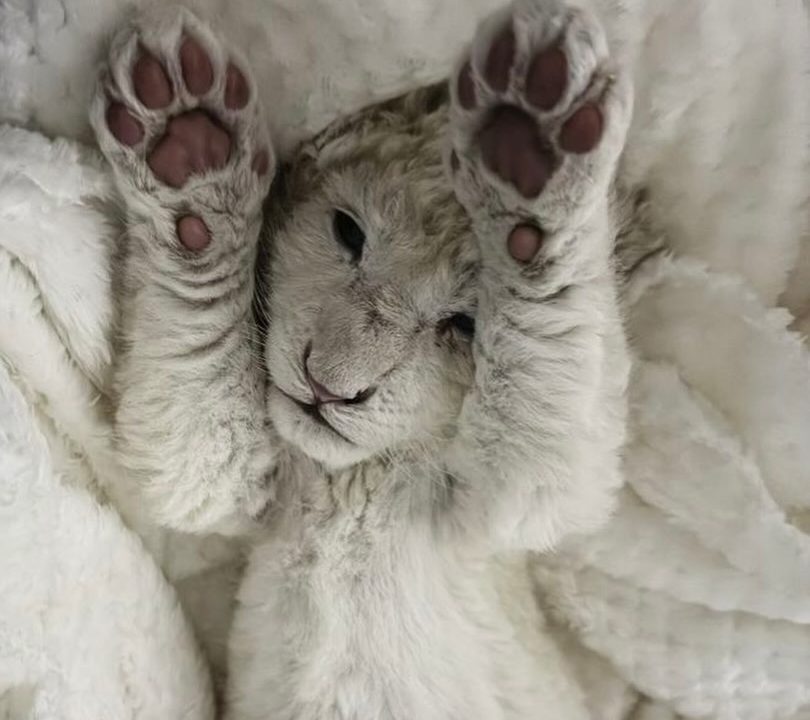 Así lucen hoy los leoncitos blancos que cautivan al Zoológico de Maracay