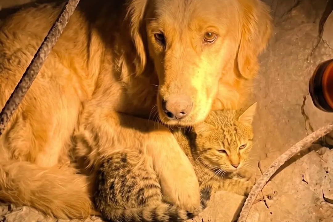 Perrito se negó a abandonar a un gato bajo los escombros hasta ser rescatado tras los terremotos en Venezuela