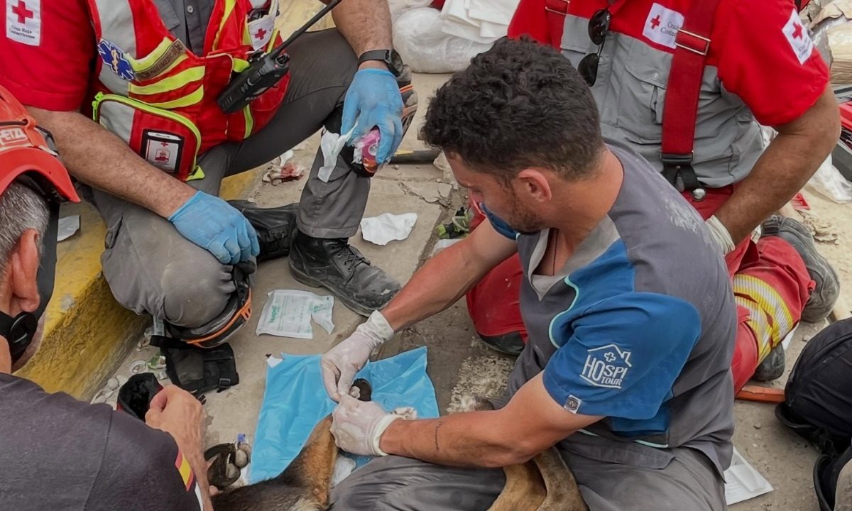 Perrita rescatista española sufre heridas durante labores de búsqueda en el país