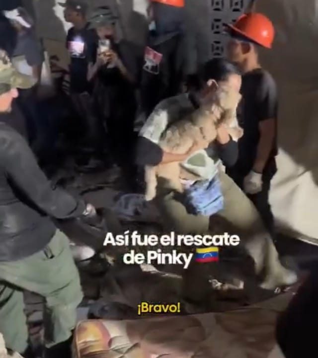 Veterinarios de Colombia y El Salvador rescataron a un perro llamado Pinky