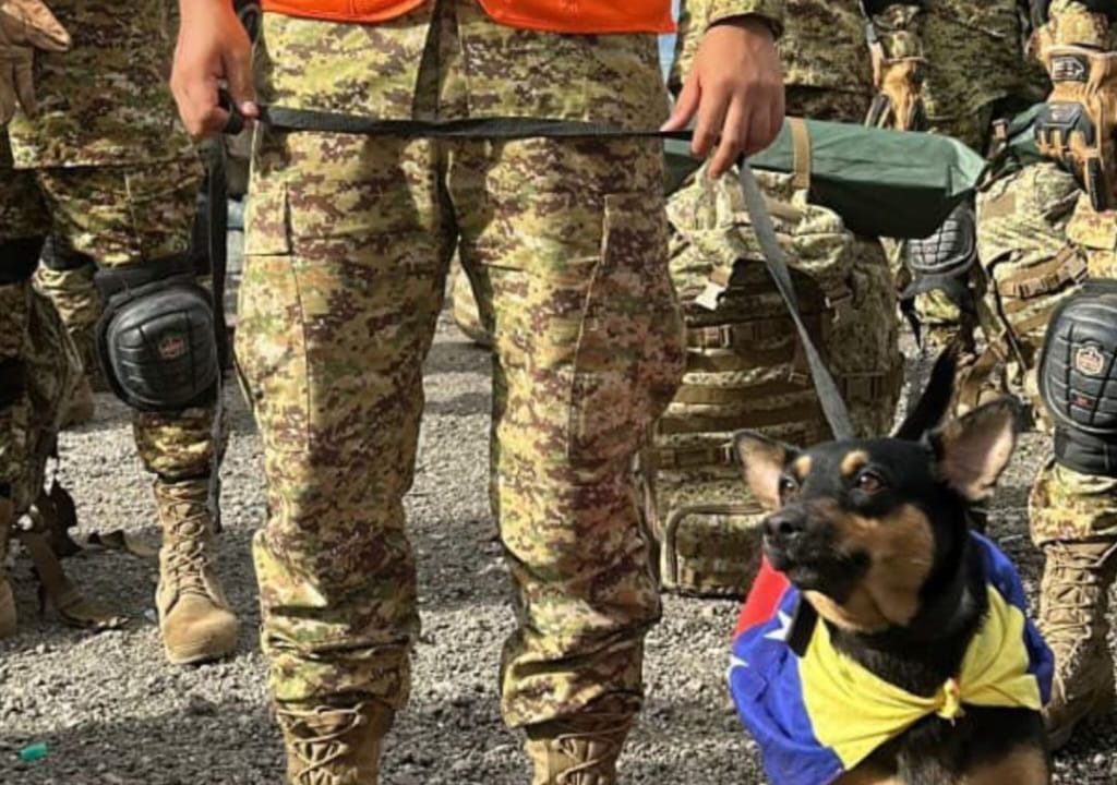 Unidad Humanitaria de Rescate de El Salvador adopta a canina sobreviviente del terremoto en Venezuela