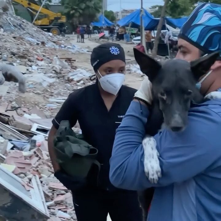La esperanza no se apaga: Perrito sobrevive 19 días bajo los escombros en La Guaira