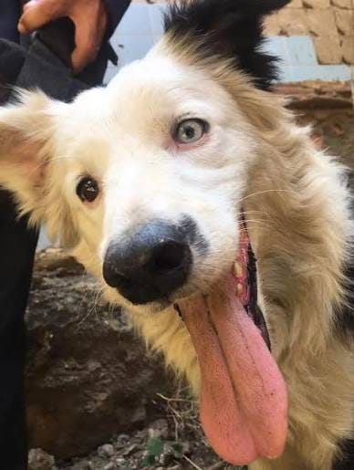 De perro rescatista a héroe comunitario: Tsunami y su equipo reciben homenaje