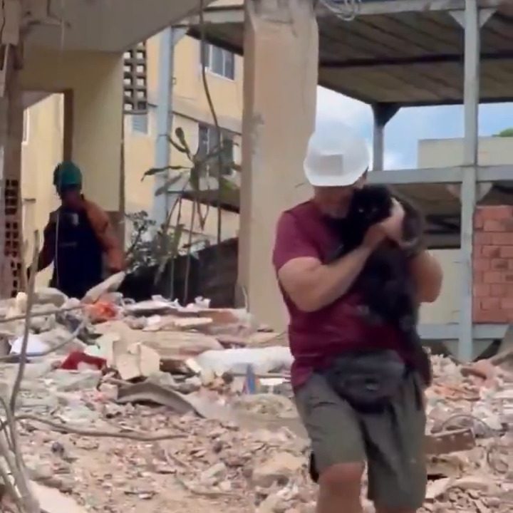 Rescatan con vida a «Noche», un gato que sobrevivió 33 días bajo los escombros tras los terremotos