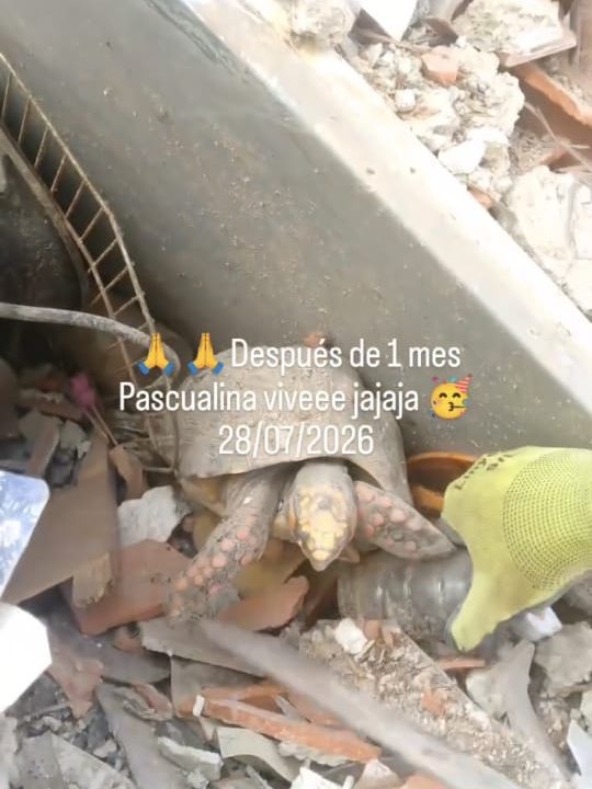Rescatan a tortuga morrocoy a un mes de los terremotos