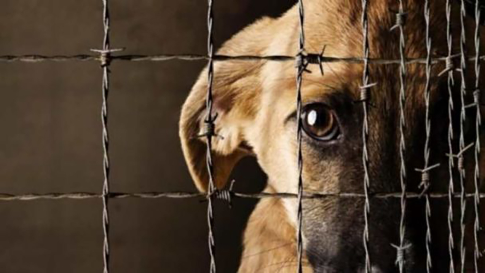 «Ley Mariposa»: Parlamento recibe propuesta para acelerar norma que castigue la negligencia y la violencia contra las mascotas