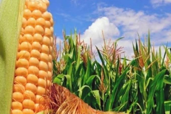 Fedeagro reporta siembra de 325 mil hectáreas de maíz y garantiza abastecimiento de harina precocida