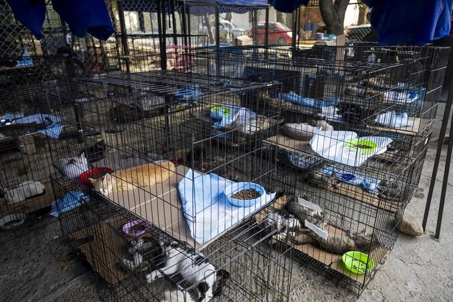 Unas 700 mascotas esperan adopción tras terremotos en el estado La Guaira