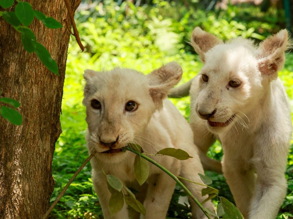 ¡Ternura en el zoo! Así lucen los nuevos cachorros de león nacidos en Maracay