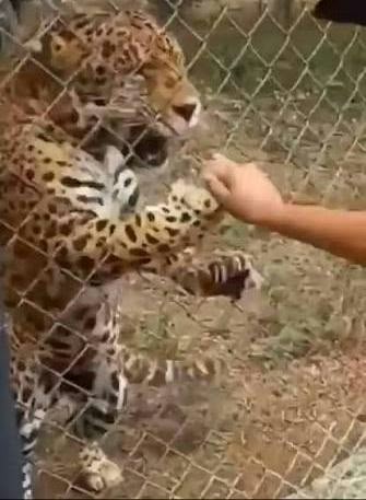 Un joven resulta herido por un jaguar tras ignorar las normas de seguridad en el Zoológico de Barquisimeto